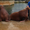 Walrus