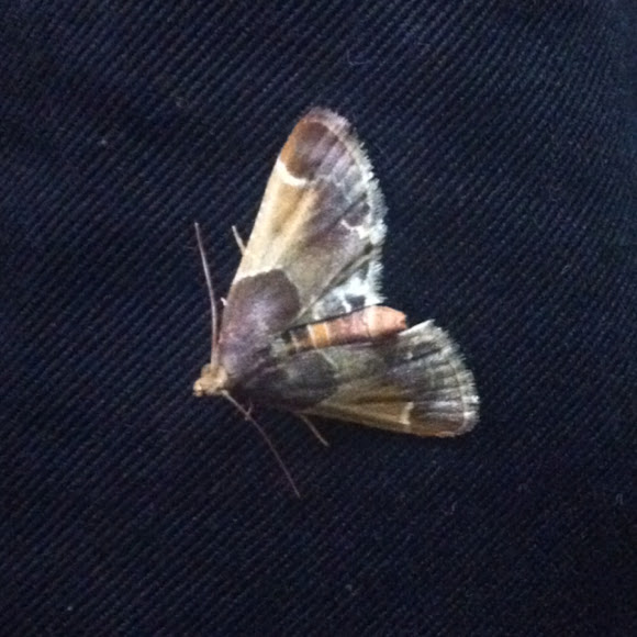 Spotting Image 1