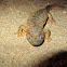 Iberian Ribbed Newt