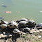 Yellow-bellied Slider