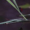 Coccinella