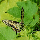 Anise Swallowtail Butterfly