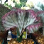 Candelabra Plant