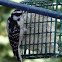 Woodpecker