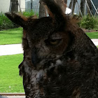 Great horned owl