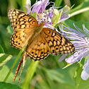 Variegated fritillaries (mating)