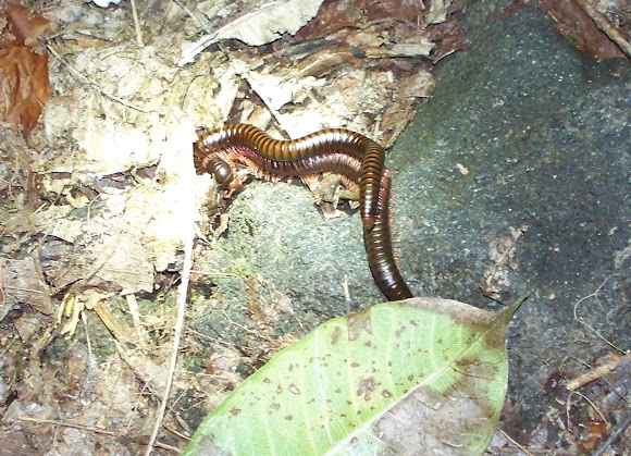Spotting Image 1
