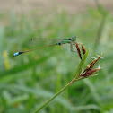 Blue-tailed Damselfly