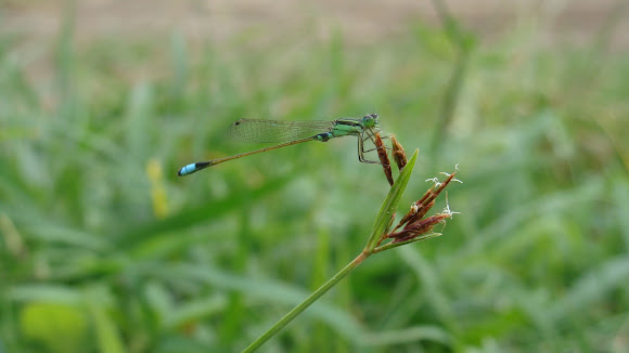 Spotting Image 1