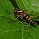 Ornate snipe fly