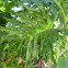MONSTERA