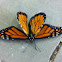 Monarch Butterfly