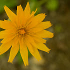 Yellow Goat's-Beard