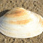 Washington Clam?