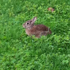 Eastern cottontail