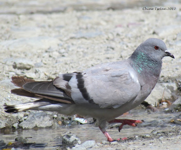 Spotting Image 1