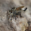 Robberfly
