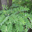 Great Solomon's Seal