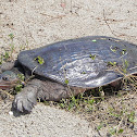 Florida Soft Shell Turtle