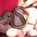 striped keelback