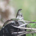 Brown Anole