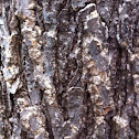Fungus