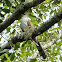 Yellow Billed Cuckoo