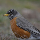 robin
