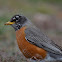 robin