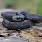 Black Racer
