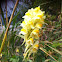 Yellow toadflax