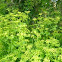 Heart-leaved Alexanders 