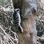Downy Woodpecker
