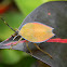 shield bug nymph