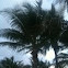 Palm tree