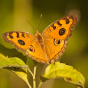 Peacock Pansy