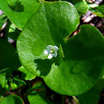 Wildly Edible California