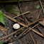 pinwheel mushroom