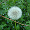 Common Dandelion / Maslačak