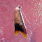 Moth
