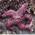 Ochre sea star