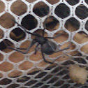 Southern Black Widow Spider