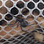 Southern Black Widow Spider