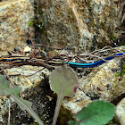 Blue-tailed Skink