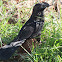 Smooth-billed Ani, Anu Preto
