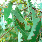 Croc bitten leaves