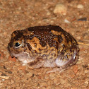 Desert Spadefoot Toad 