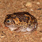 Desert Spadefoot Toad 