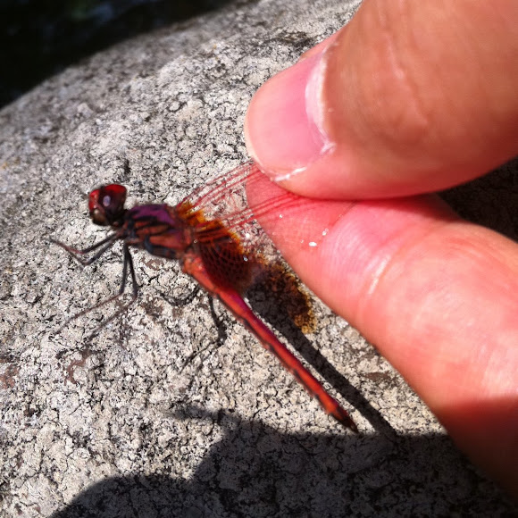 Spotting Image 1