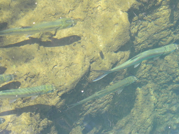 Spotting Image 1